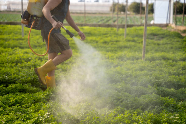 Best Wasp Removal Services  in Merryville, LA