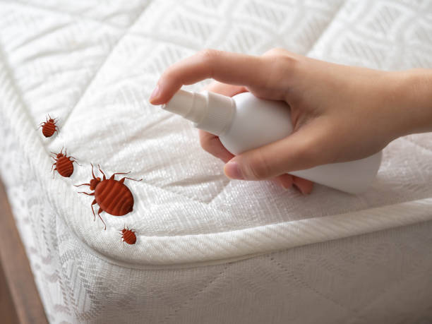 Best Bed Bug Extermination  in Merryville, LA