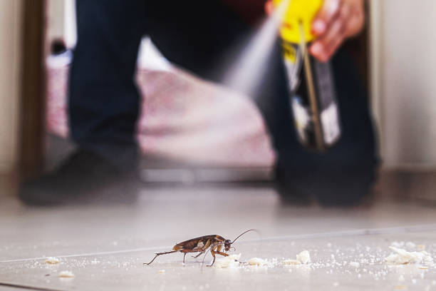 Best Best Pest Control Companies  in Merryville, LA